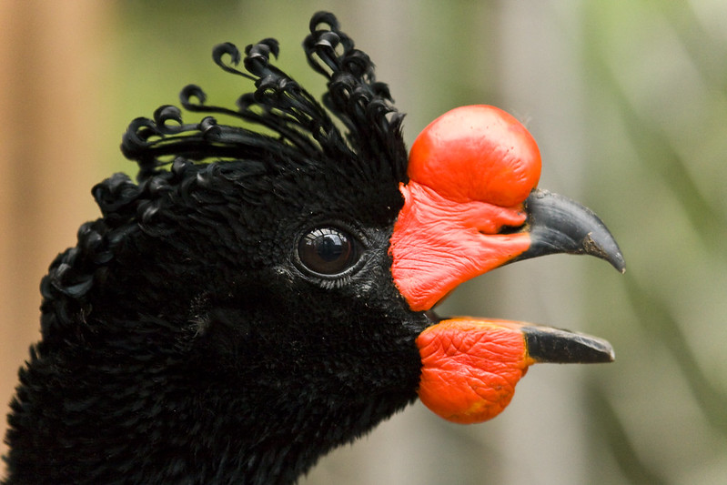 Wattled Curassow Pacaya Samiria