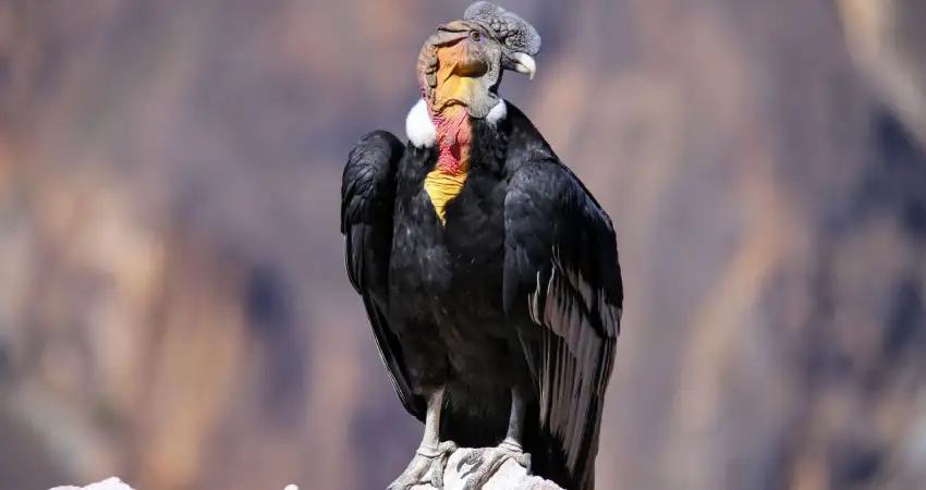 andean condor in colca canyon birdwatching in peru