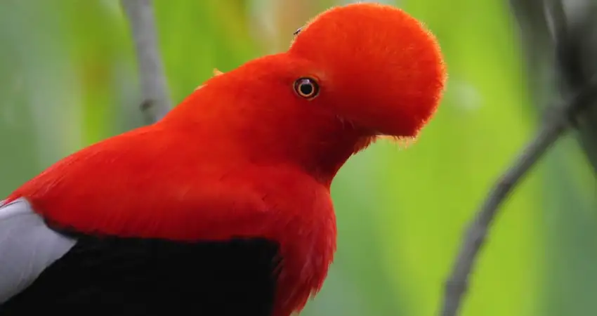 National Bird of Peru