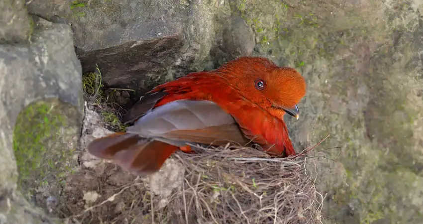 cock of the rock behaviour