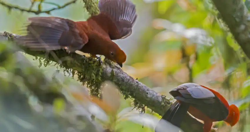 cock of the rock courtship ritual