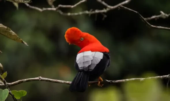 The Andean Cock-Of-The-Rock: National Bird Of Peru