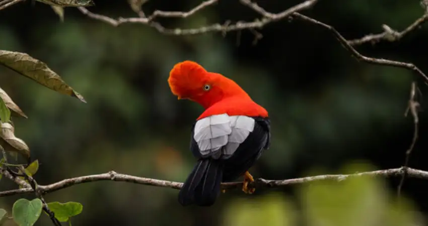 National Bird of Peru