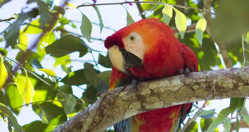 macaw tambopata national reserve birdwatching in peru