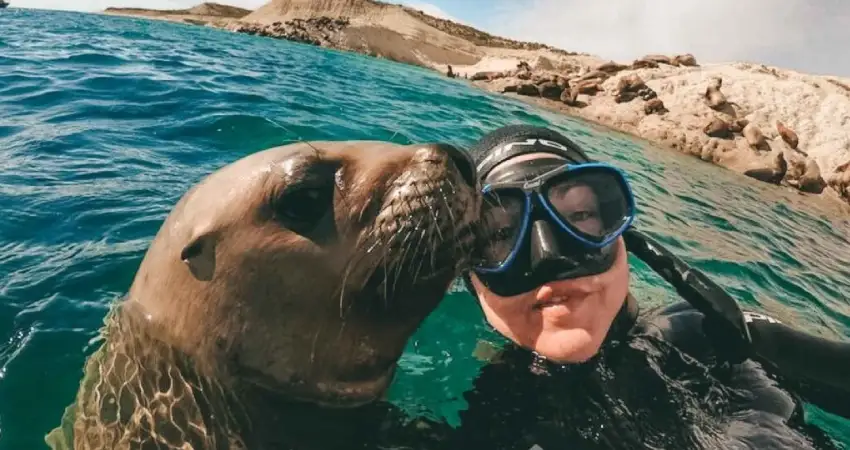 palomino island guest with a sea lion