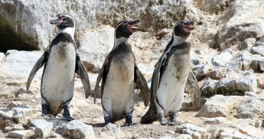 palomino island humbolt pinguins