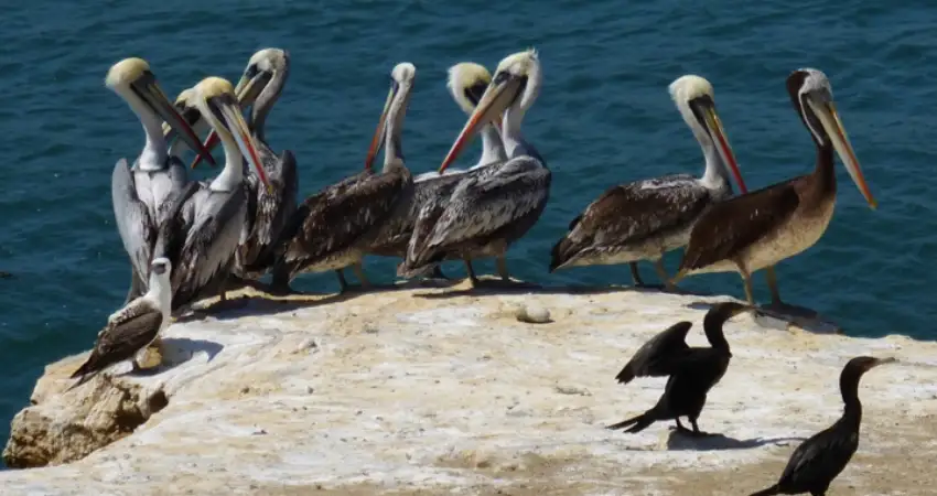 palomino island pelicans