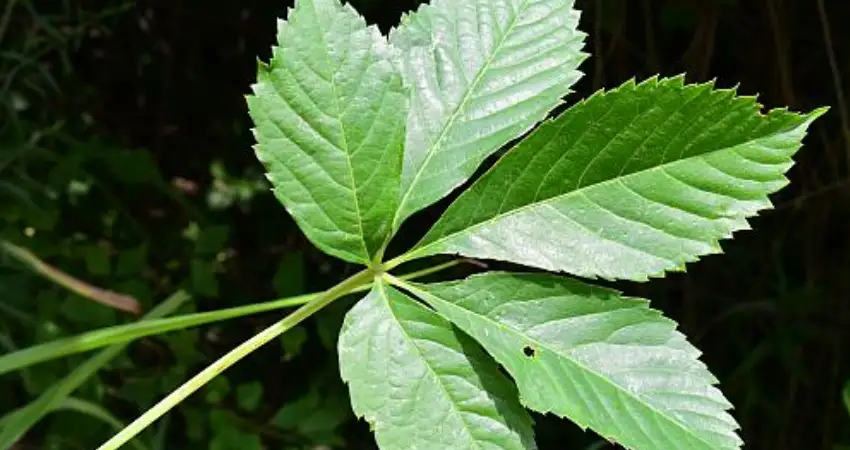 peruvian textiles quinsacucho leaf