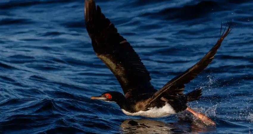 phalacrocorax bougainvillii birdwatching in peru