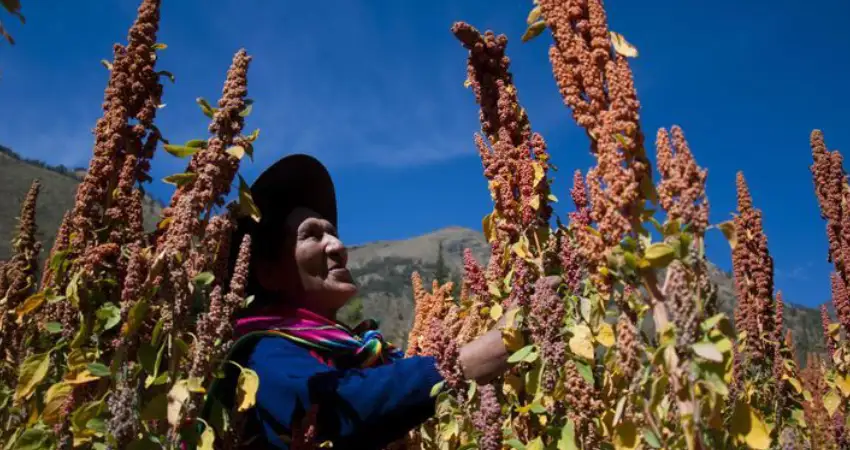 Peruvian quinoa history