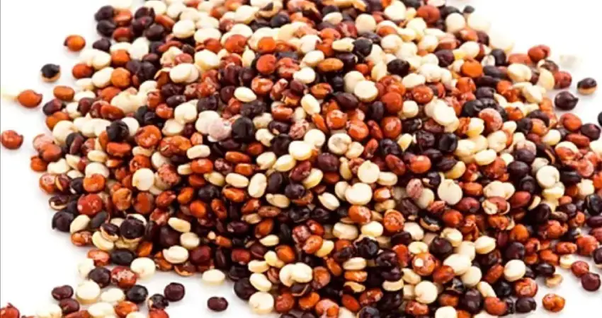 Peruvian rainbow quinoa