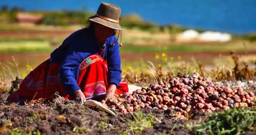 amantani island agricultural activities