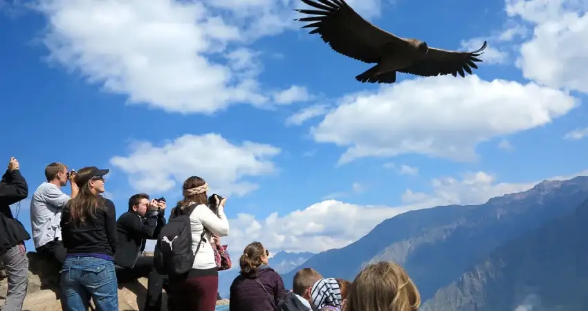 colca canyon peru condor overflight