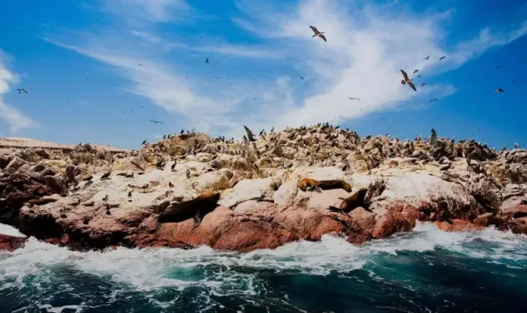 Paracas National Reserve Peru: A Natural Paradise You Must Visit