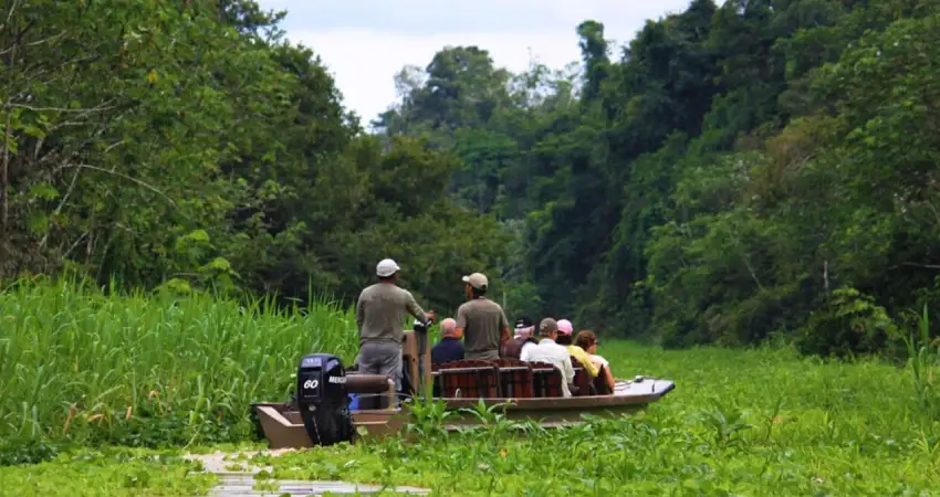 birds in tambopata cochas