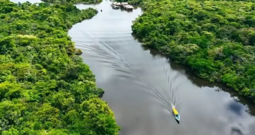 birds in tambopata fluvial forest