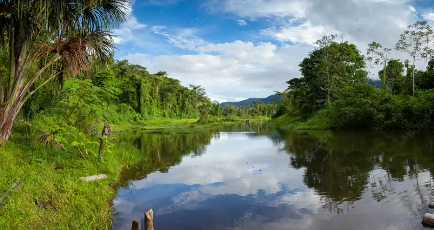 birds in tambopata lowland forest