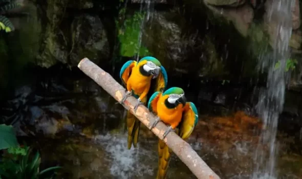 Birds in Tambopata, Peru