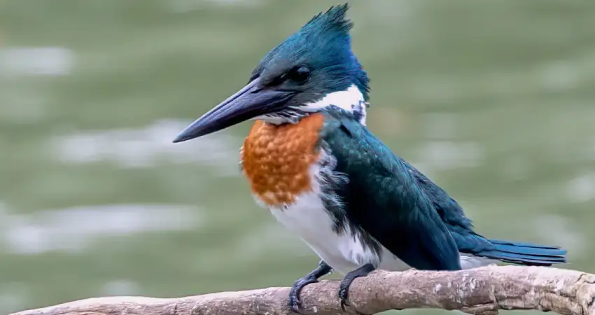 birds in tambopata the amazonian kingfisher