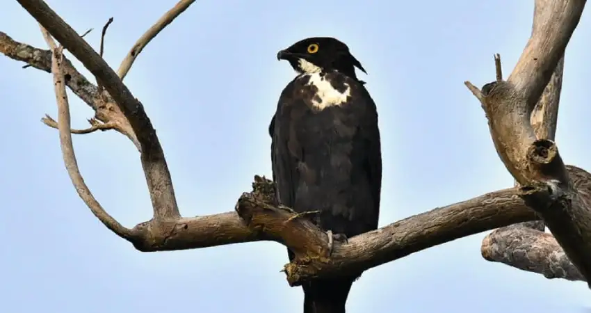 birds in tambopata the bat hawk