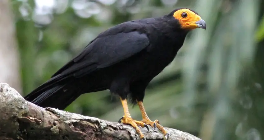 birds in tambopata the black caracara