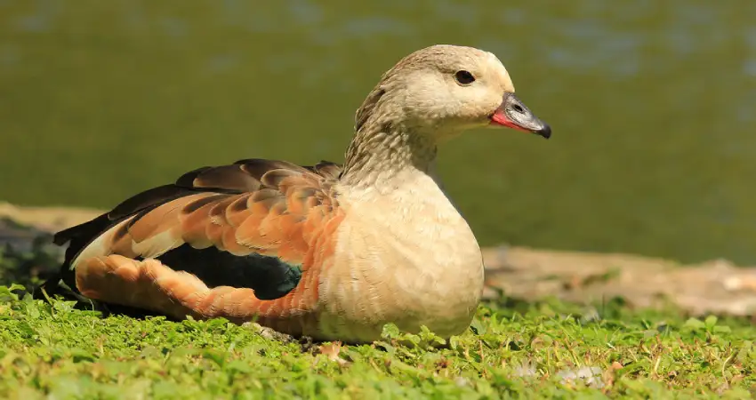 birds in tambopata the orinoco goose