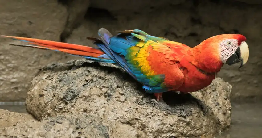 birds in tambopata the scarlet macaw