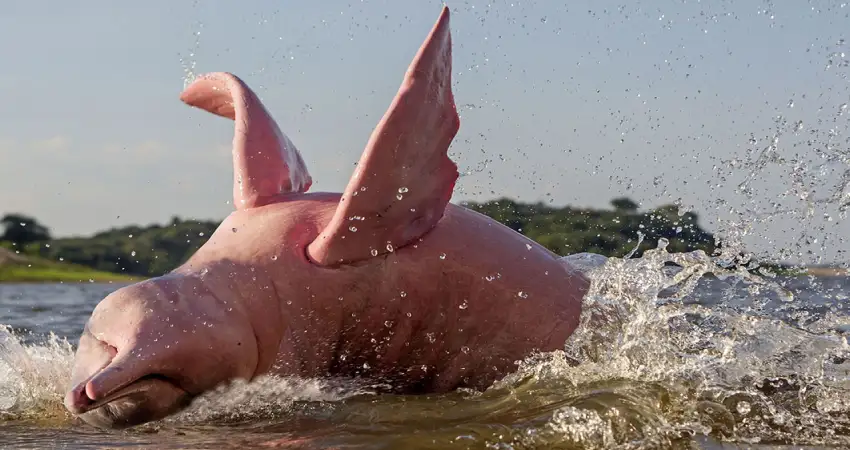 native animals of peru amazon pink dolphin