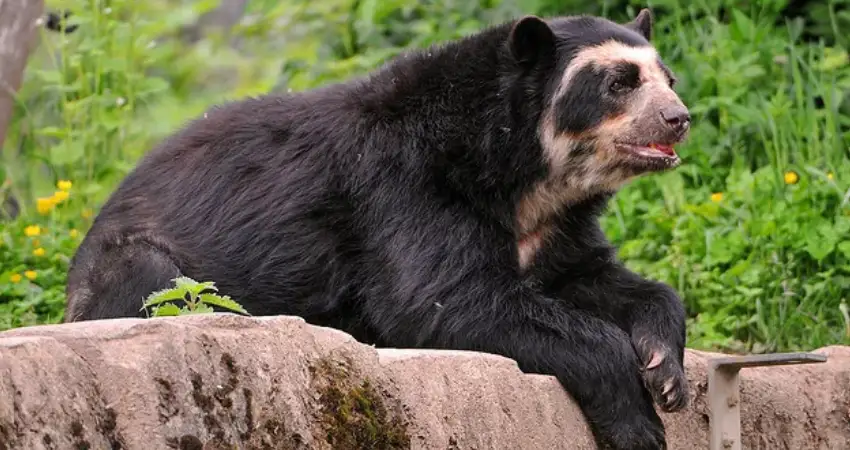 native animals of peru bear wtih glasses