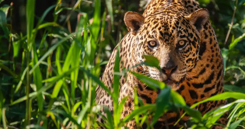 native animals of peru best time of the year