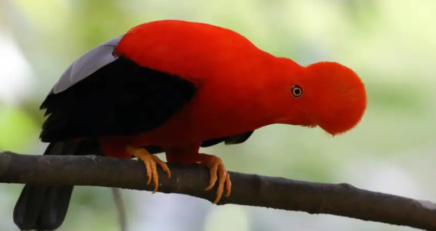 native animals of peru cock of the rock