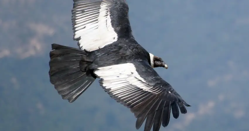 native animals of peru condor