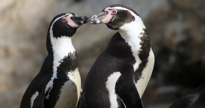 native animals of peru humbolt pinguin