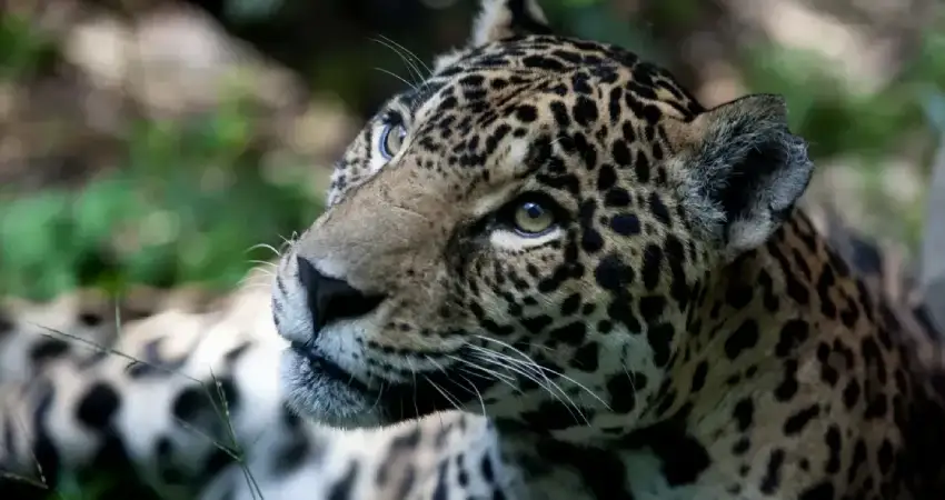 native animals of peru jaguar