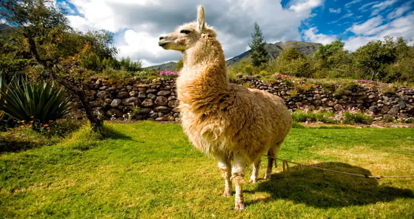 native animals of peru llama