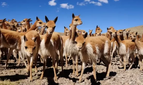 Native Animals Of Peru: Discovering The Rich Wildlife Of The Andes