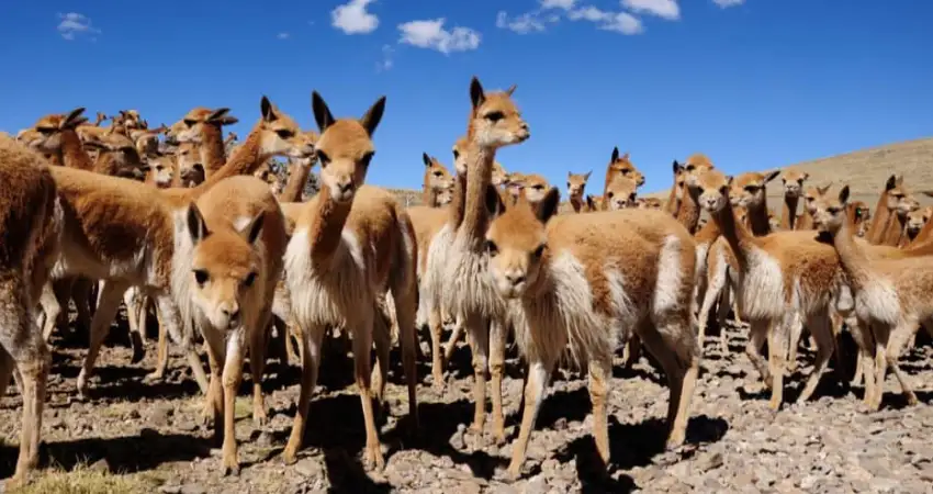 native animals of peru