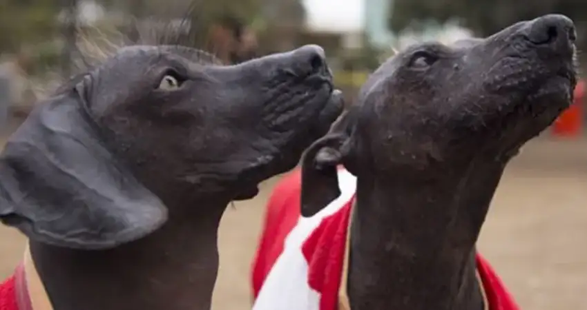 native animals of peru peruvian dog