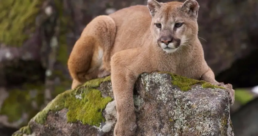 native animals of peru puma