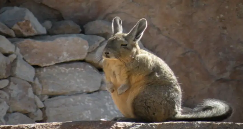 native animals of peru vizcacha