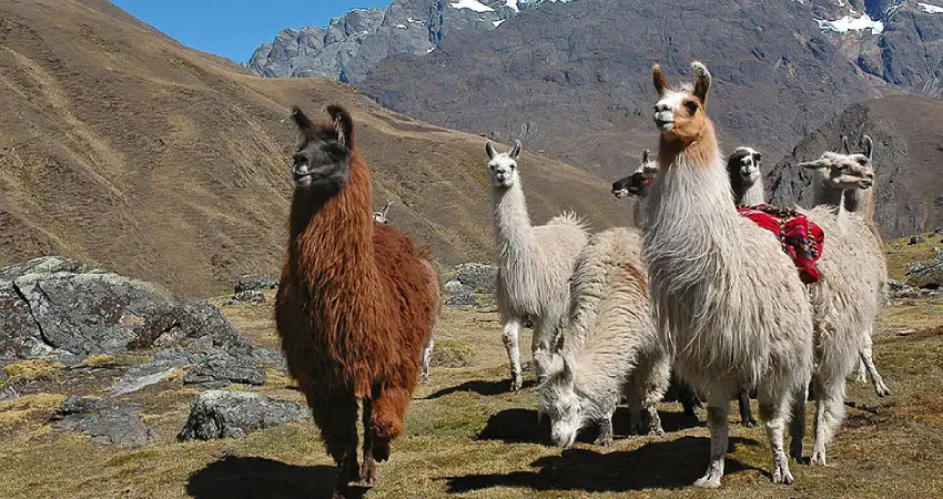 peruvian andes wildlife