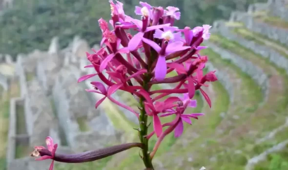 Wiñay Wayna: The Eternal Youth Of The Inca Trail