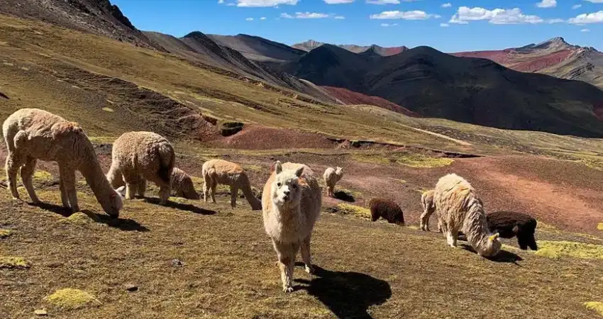 palccoyo rainbow mountain andean auquenids