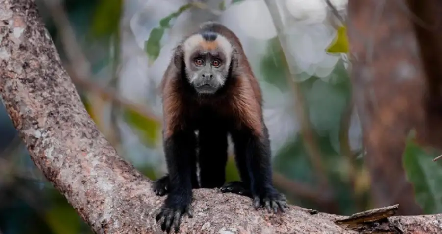 tambopata national reserve peru fauna monkey