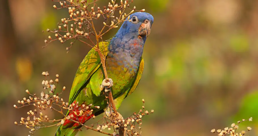 tambopata national reserve peru parrot