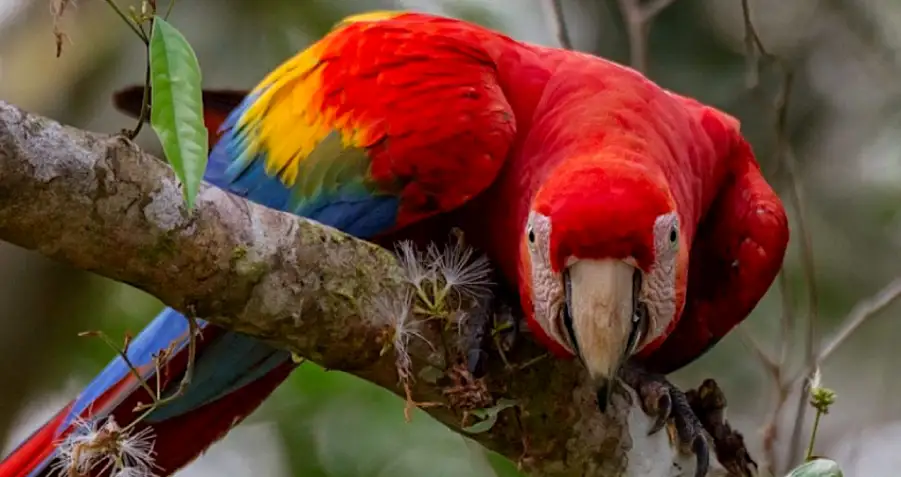 tambopata national reserve peru tambopata national reserve peru fauna macaw