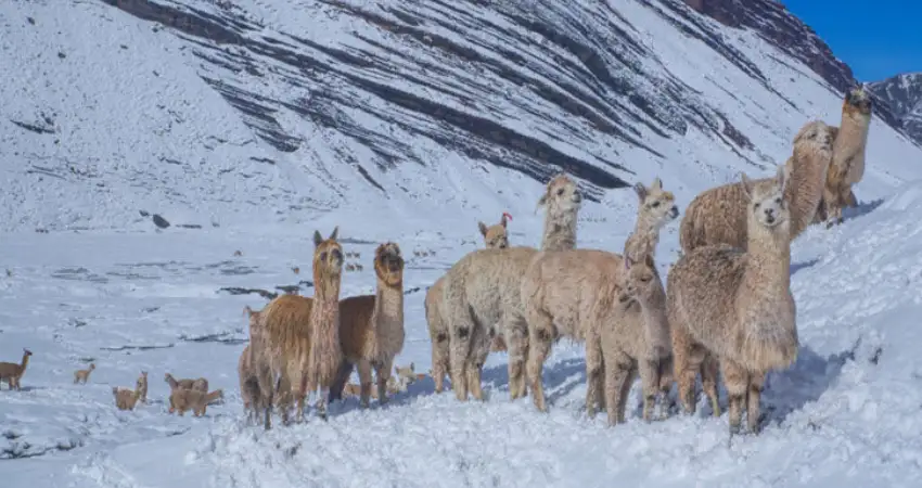 visiting peru in december andes