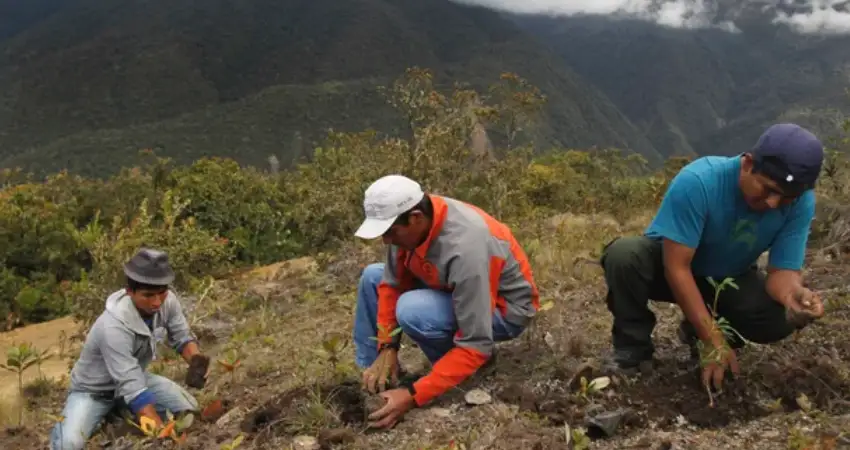 Auri Peru Travel reforestation work