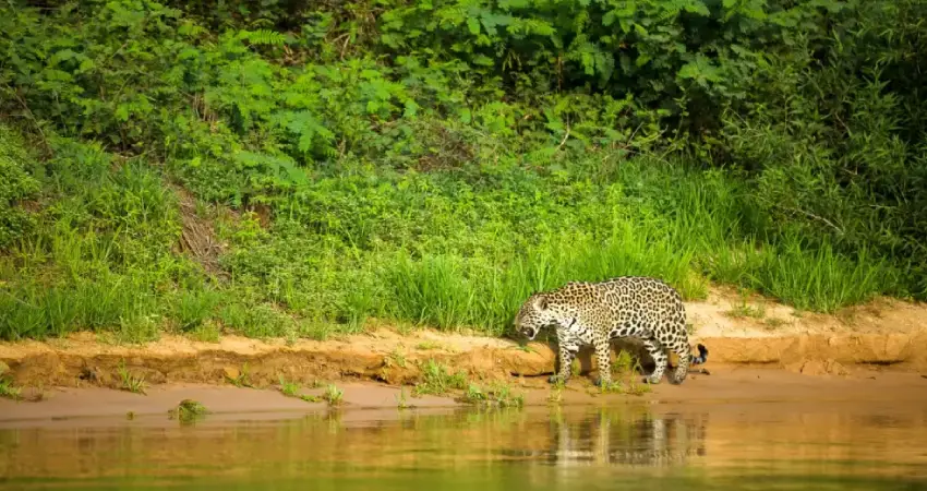 Machu Picchu and the Amazon riverside forest