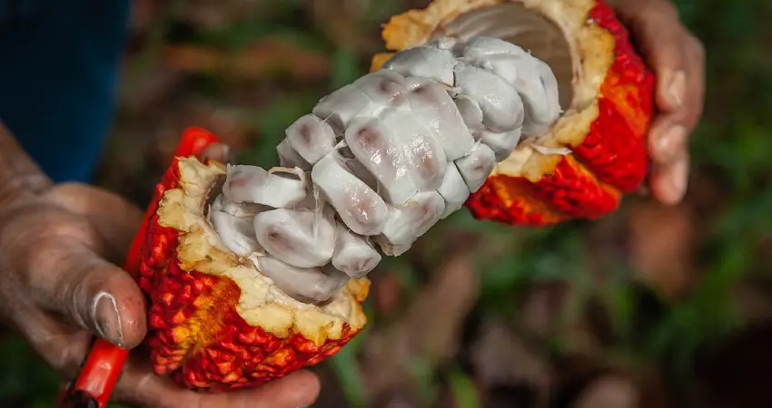 Peru cacao beans amazonian cacao